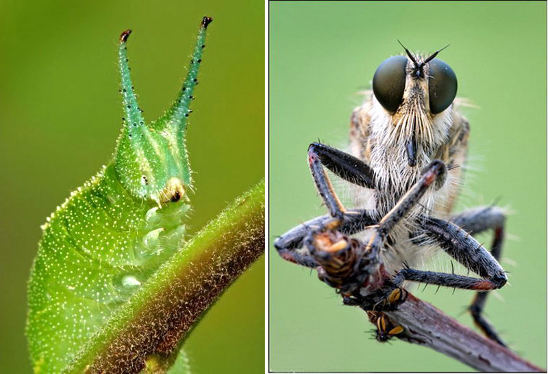 Мегамир в котором живут насекомые