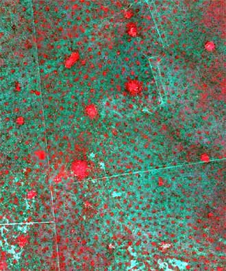 На  этом спутниковом снимке хорошо видно, что термитники (маленькие красные  точки) распределяются по территории равномерно. Крупные красные области  — заброшенные загоны для скота. (Иллюстрация из журнала PLoS Biology.)