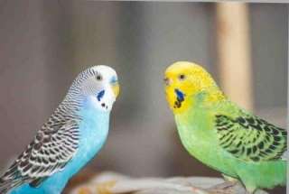Как научить  попугая говорить