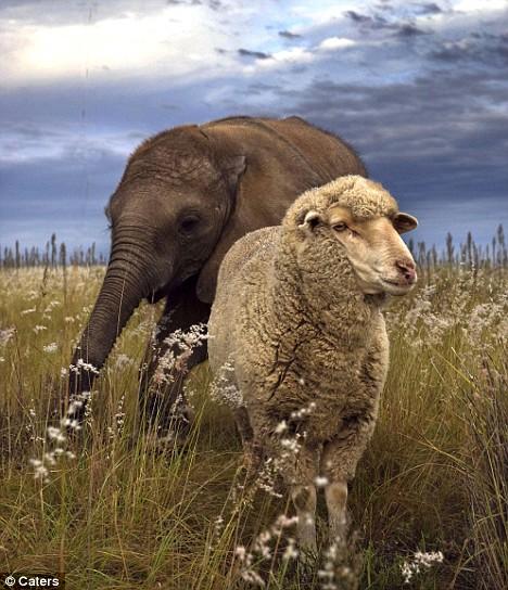 Овца усыновила осиротевшего шестимесячного слоненка