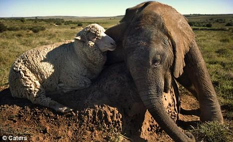 Овца усыновила осиротевшего шестимесячного слоненка