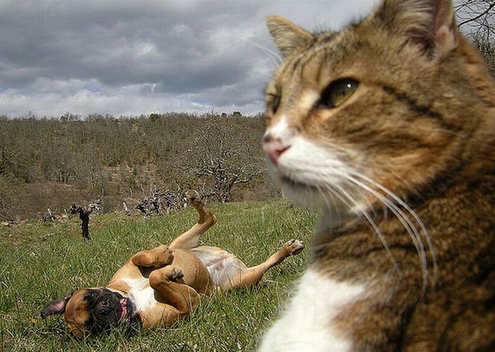 Фотопозитив: кошки и собаки