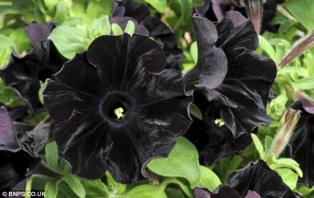 Gradinari britanici au posibilitatea de a cumpara petunii cu flori negre