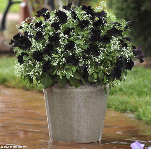 Британские садоводы получат возможность приобрести петунии с черными цветами