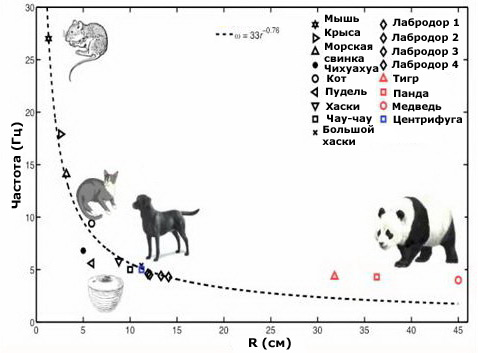 Кроме грызунов, собак и медведей физики также "посчитали" панд и даже центрифугу для обсушки салатных листьев не забыли (иллюстрация Dickerson et al.).