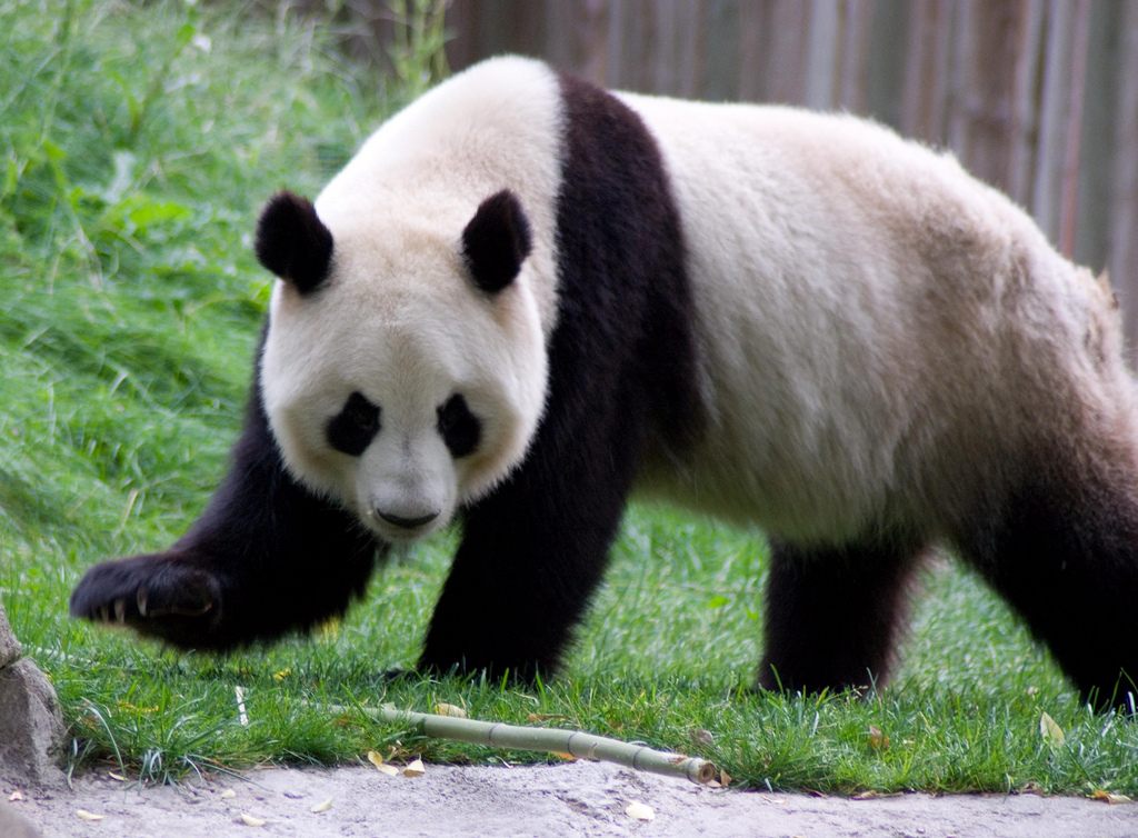 Котолап чернобелый, или большая панда (Ailuropoda melanoleuca)