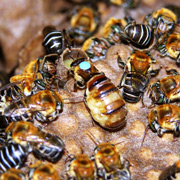 Рабочие пчёлы <i>Melipona scutellaris</i> старательно обслуживают королеву и расплод во время яйцекладки (фото с сайта meliponario.com.br).