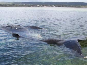 В Австралии взорвали больного кита