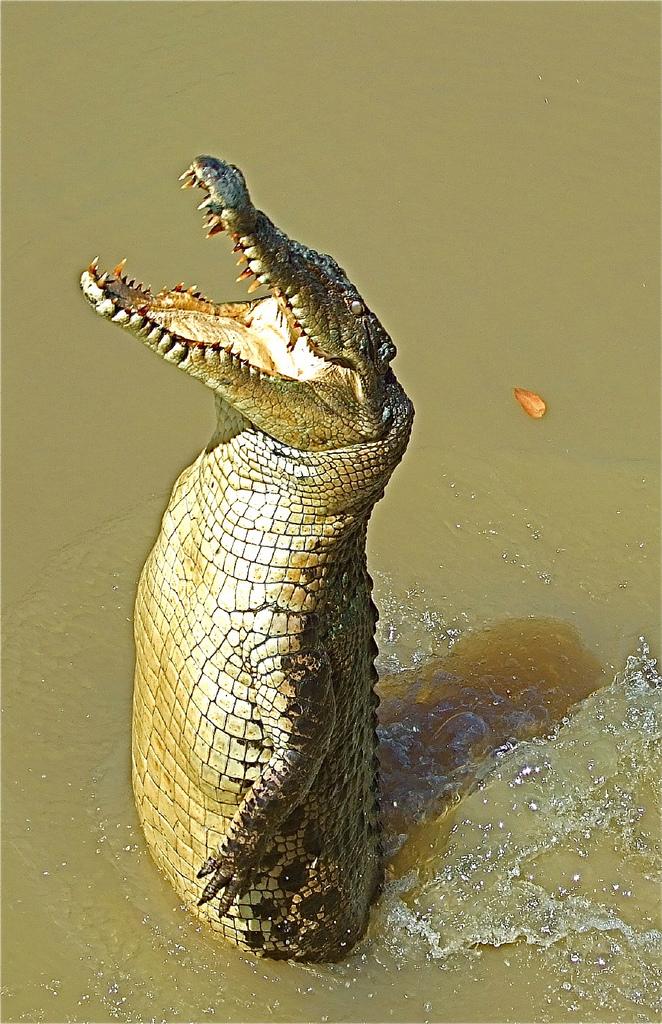 Гребнистый крокодил Crocodylus porosus