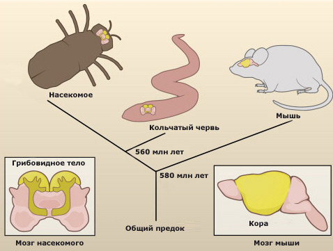 Дальнейшее изучение мозга червя поможет понять, как мог выглядеть и работать мозг общего предка беспозвоночных, а также проследить за развитием "думающих" структур в самом начале эволюции животных (иллюстрация Cell).