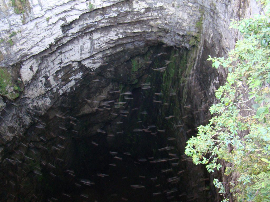 Пещера Ласточек в Мексике (Sotano de las Golondrinas)