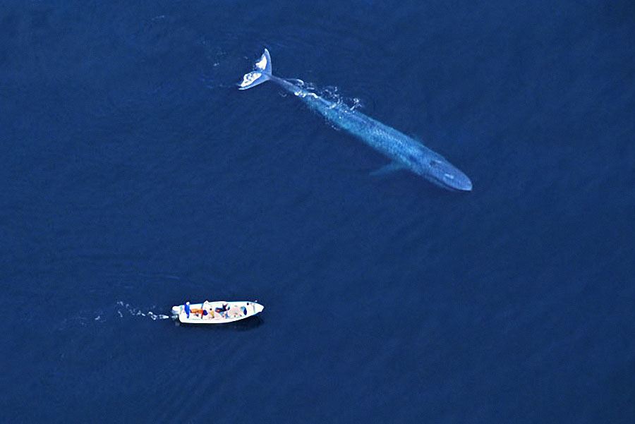 Самые дружелюбные киты