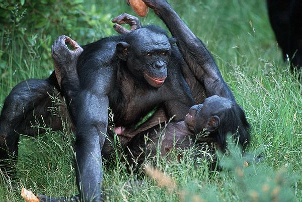 Дружелюбные бонобо