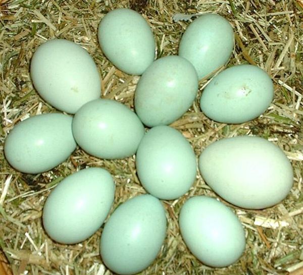 Куры породы Араукана несут цветные яйца