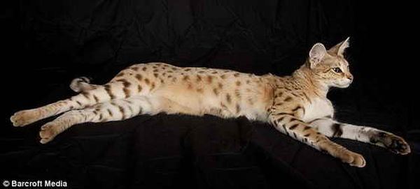 Кот по кличке Скарлеттс Мэджик самый большой в мире