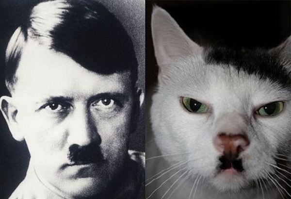Гитлерюгенд среди кошек