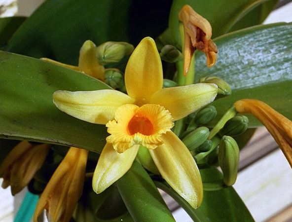 Растение ванили (Vanilla planifolia) это вьющаяся лиана рода орхидей. 