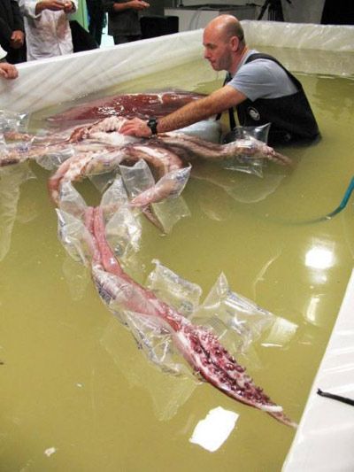Колоссальный кальмар (Colossal Squid)