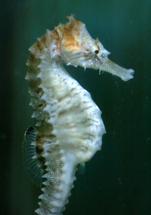 Морской конёк (Hippocampus)