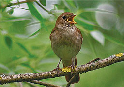 Ученые-орнитологи отмечают, что пение в жизни птиц, в том числе и соловьев, играет очень важную роль