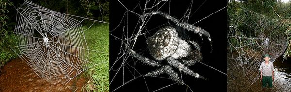 Ещё один вид-2010 — паук Caerostris darwini с Мадагаскара, плетущий сети диаметром 25 метров