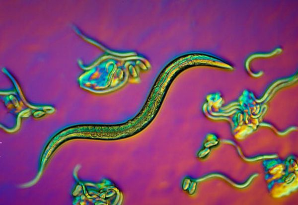 Взрослая нематода Caenorhabditis elegans и личинки, вылупляющиеся из яиц