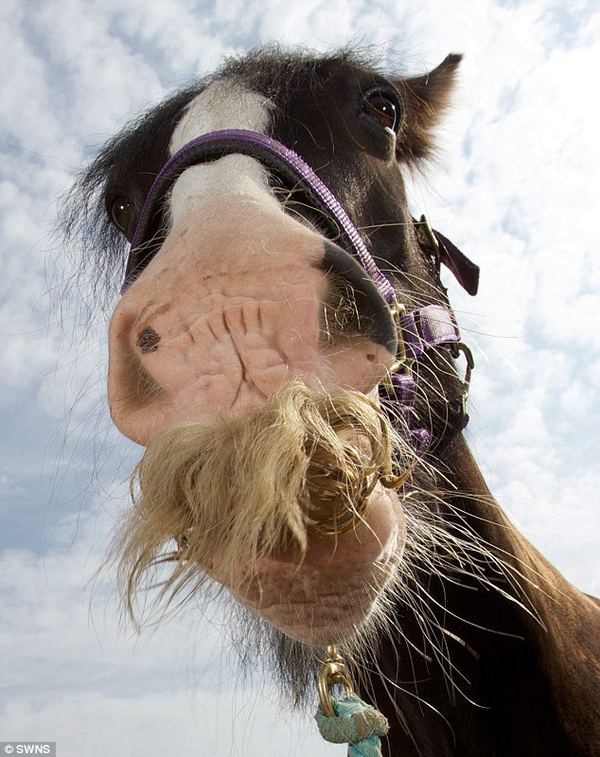 Жеребец Алфи - самый усатый конь Великобритании