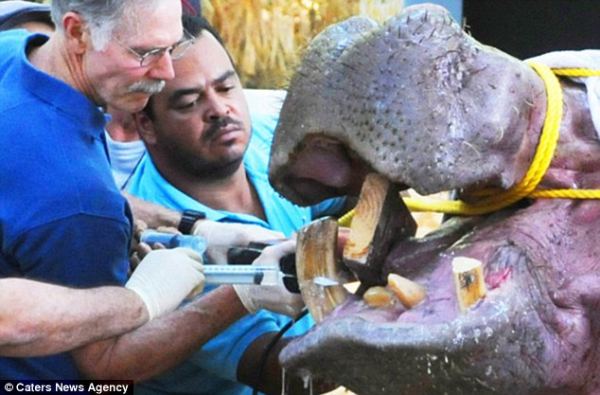 Стоматологи помогли больному бегемоту