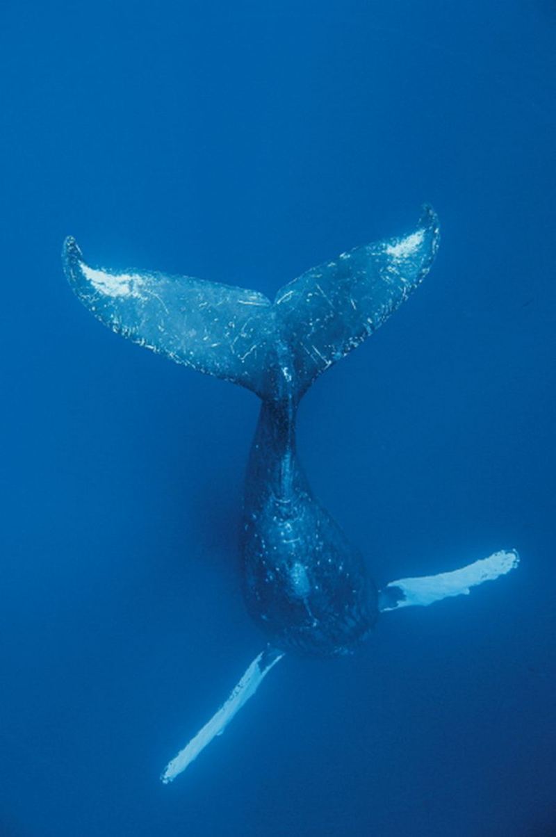 Горбатые киты на Гавайях