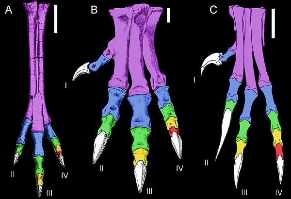 Ноги динозавров, хорошо ходивших и бегавших (A — галлимим, B — аллозавр), в сравнении с ногами дейнониха (C) (здесь и ниже изображения авторов работы).