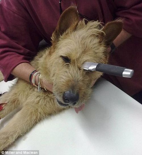 Собака Белла выжила после ножевого ранения в голову Bella1