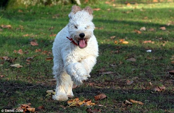 Кокапу Элфи (Alfie) официально признана самой счастливой собакой Великобритании