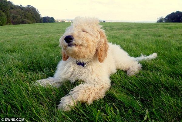 Кокапу Элфи (Alfie) официально признана самой счастливой собакой Великобритании