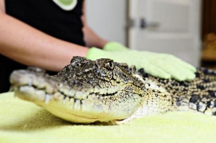 Спа-процедуры для крокодила