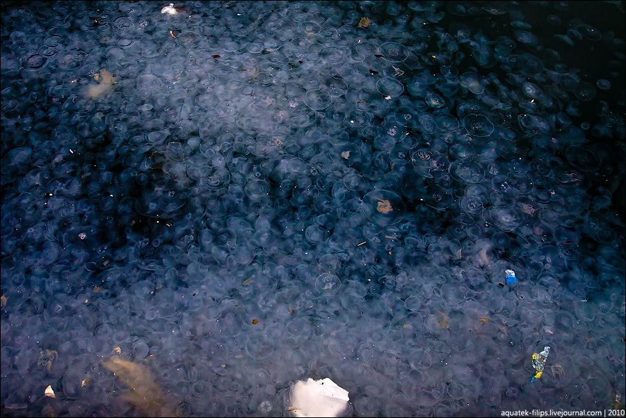 Нашествие медуз в бухте в Балаклаве - фото 4