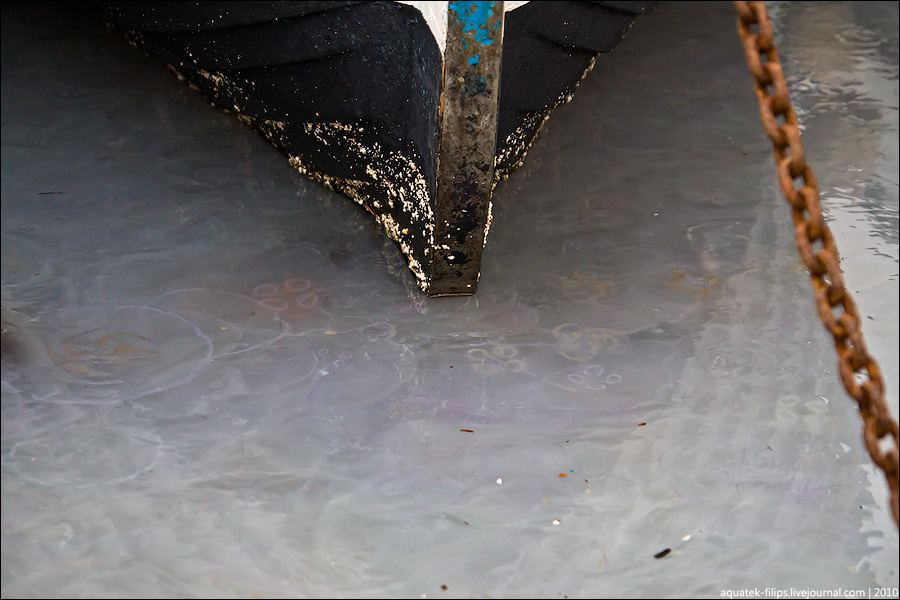 Нашествие медуз в бухте в Балаклаве - фото 7