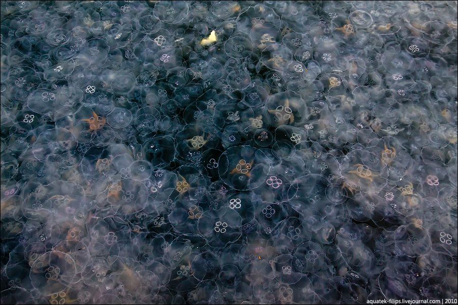 Нашествие медуз в бухте в Балаклаве - фото 10