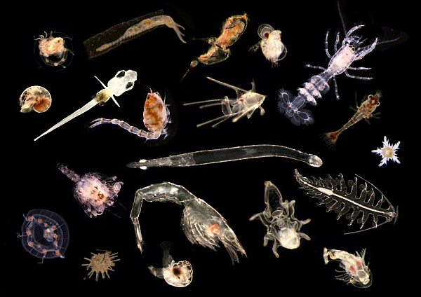 Разнообразие планктона