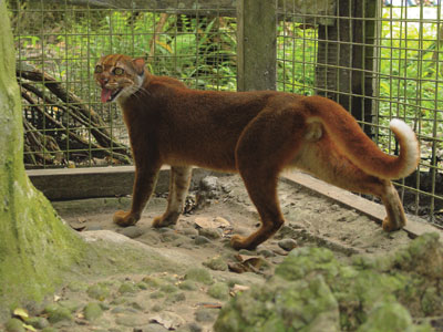 Калимантанская (борнеоская) кошка, Catopuma badia