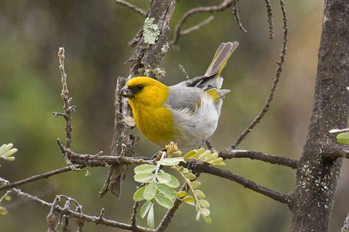 http://animalworld.com.ua/images/2011/January/Animals/Birds/Birds_1.jpg