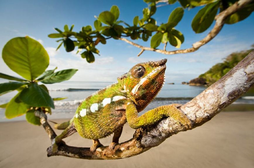 Дикая природа острова Мадагаскар