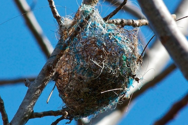 Сорочье гнездо, набитое голубыми лентами и конским волосом