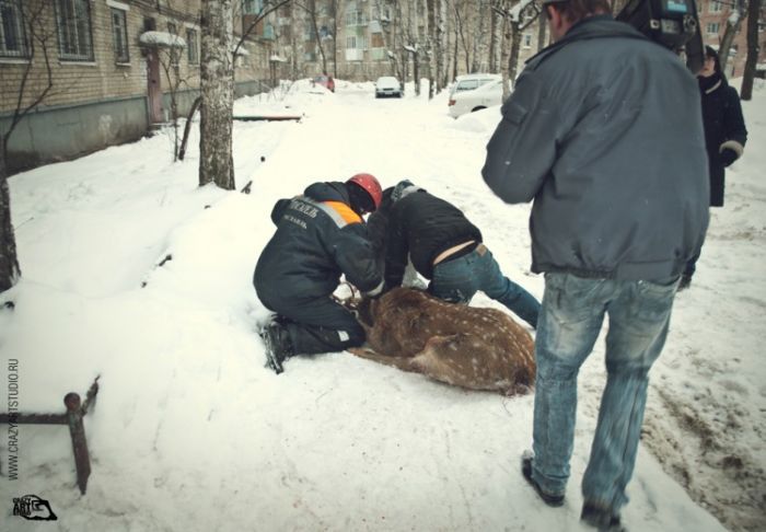 Спасение раненой косули в ярославском дворе
