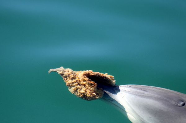 Дельфин с губкой на носу (фото авторов работы).