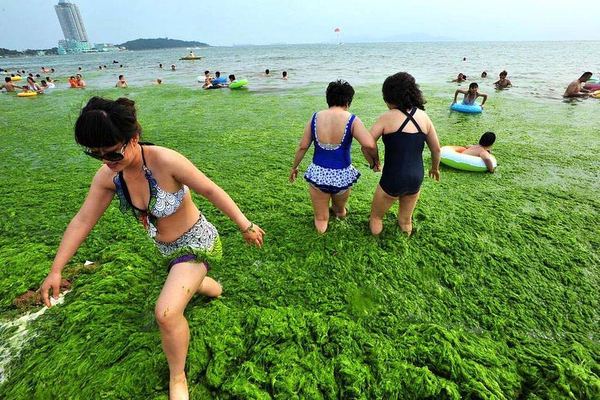 Китайские пляжи на берегу Желтого моря ''укутаны'' зелеными водорослямий 