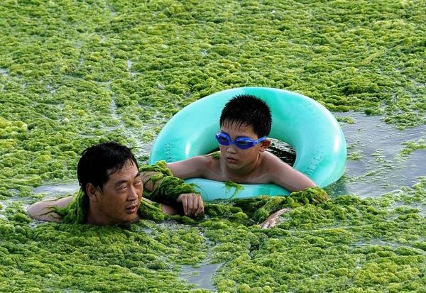 Китайские пляжи на берегу Желтого моря ''укутаны'' зелеными водорослямий 