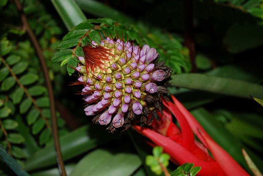 Uimitoare flori tropicale din intreaga lume