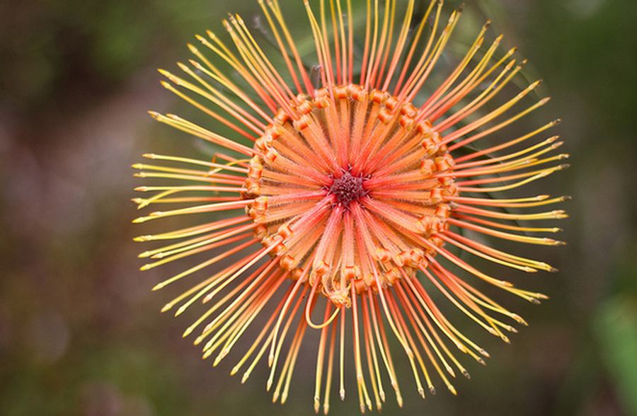 Uimitoare flori tropicale din intreaga lume