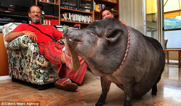 Домашняя  любимица 70-килограммовая черная свинка по кличке Чесира