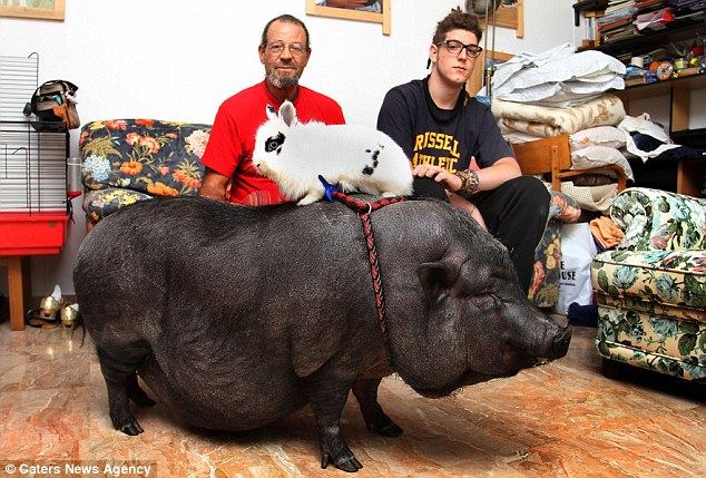Домашняя  любимица 70-килограммовая черная свинка по кличке Чесира